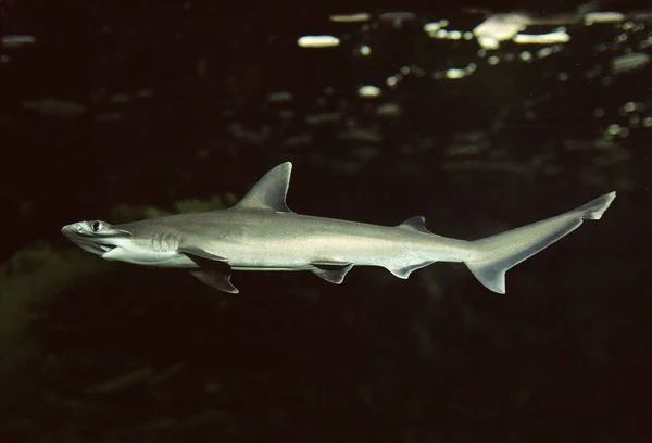Çekiç Başlı Köpekbalığı Doğal Arkaplan — Stok fotoğraf