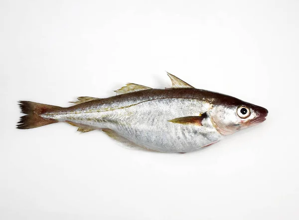 Frischer Wittling Merlangius Merlangus Fisch Vor Weißem Hintergrund — Stockfoto