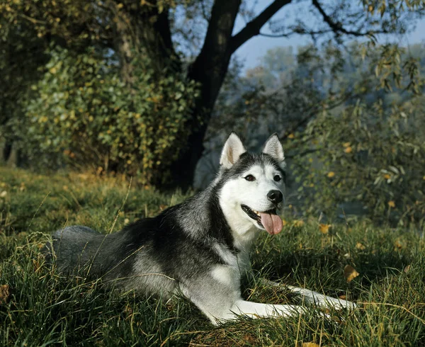 Σιβηρίας Husky Ενηλίκων Ξαπλωμένη Στο Γρασίδι — Φωτογραφία Αρχείου