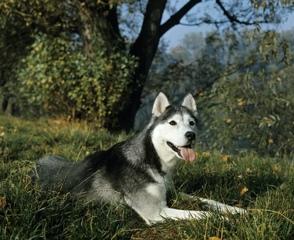 Sibirya Husky Yetişkin Çimenler Üzerinde Uzanıyor — Stok fotoğraf