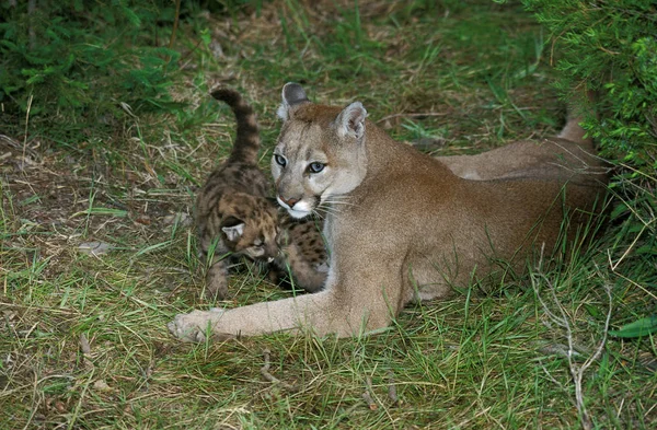 Cougar Puma Concolor Female Cub Lay Grass — Stock Fotó