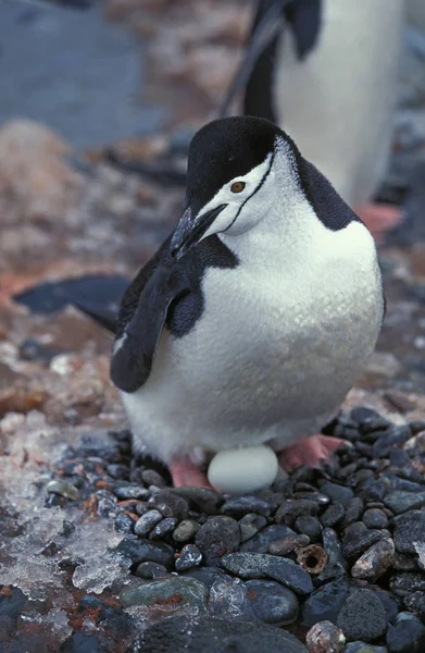 Chinstrap Penguin Pygoscelis Antarktická Dospělý Sedí Svém Vejci Hnízdě Antarktida — Stock fotografie