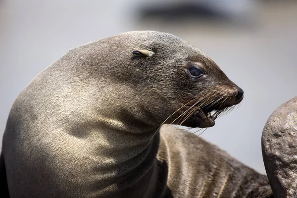 South African Fur Seal Arctocephalus Pusillus Female Cape Cross Namibia — Stok Foto