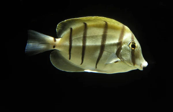 Skazany Surgeonfish Acanthurus Triostegus Dorosły Czarnym Tle — Zdjęcie stockowe