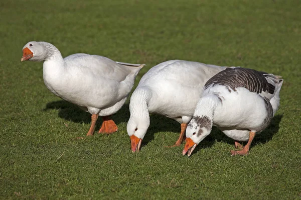 Norman Goose Male White Female White Brown French Breed Normandy — Stock Photo, Image