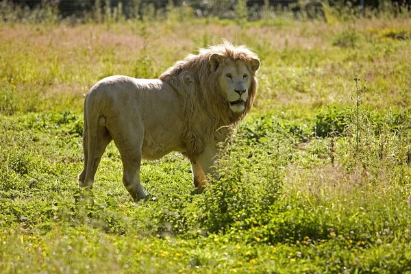 白いライオン Panthera Leo Krugensis 草の上に立つ男性 — ストック写真