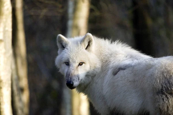 Arctische Wolf Canis Lupus Tundrarum Volwassen — Stockfoto