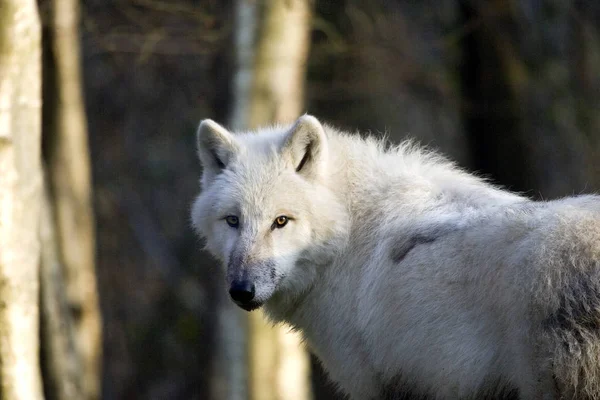 Lupo Artico Canis Lupus Tundrarum Adulto — Foto Stock