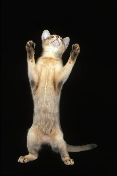 stock image Blue Abyssinian Domestic Cat, Adult playing against Black Background  