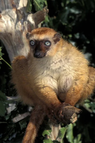 Black Lemur Eulemur Macaco Kobieta Stojąca Oddziale — Zdjęcie stockowe