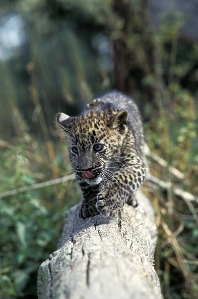 Leopárd Panthera Pardus Cub Sétál Branch — Stock Fotó