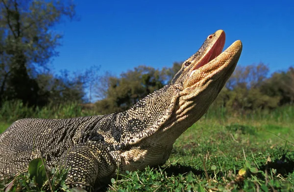 Water Monitor Lizard, varanus salvator, Adult standing on Grass, with Opened Mouth