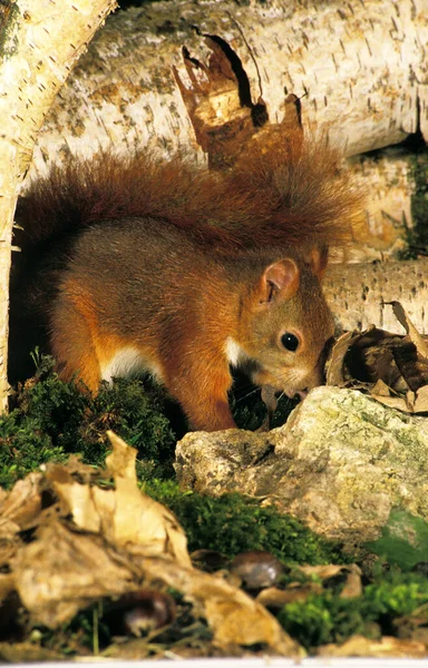 Ardilla Roja Sciurus Vulgaris Hombre Pie Sobre Moss —  Fotos de Stock