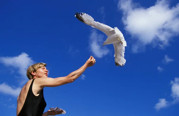 Ring Billed Gull Larus Delawarensis Woman Giving Food Bird Flight — Stock fotografie