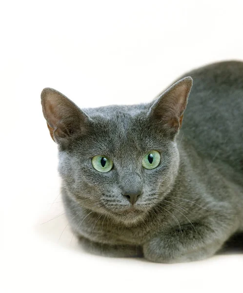 Gato Doméstico Azul Ruso Retrato Adulto Contra Fondo Blanco — Foto de Stock