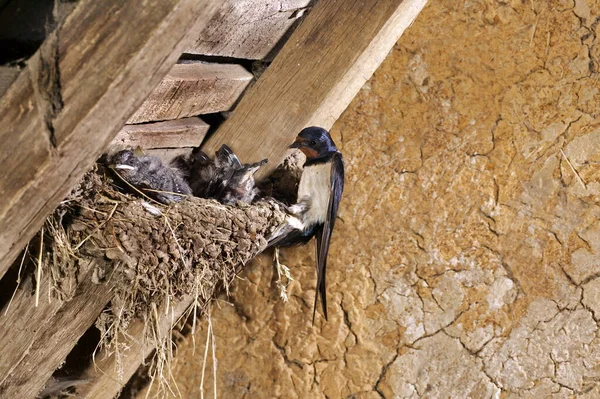 Амбар Ласточка Деревенщина Хирундо Кормящие Цыплята Гнезде Нормандия — стоковое фото