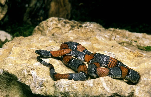 Graugebänderte Königsnatter Lampropeltis Alterna Blairi Erwachsener Auf Stein Stehend — Stockfoto