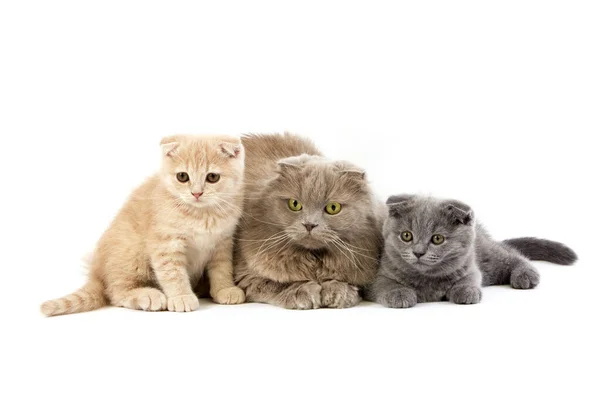 Самка Highland Fold Домашняя Кошка Двухмесячными Котятами Cream Scottish Fold — стоковое фото