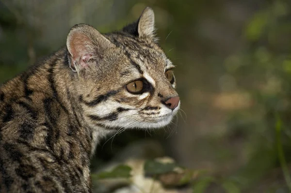 Gato Tigre Oncilla Leopardo Tigrinus Retrato Adulto — Foto de Stock