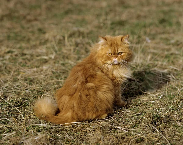 Gato Doméstico Persa Tabby Rojo Adulto Sentado Hierba — Foto de Stock