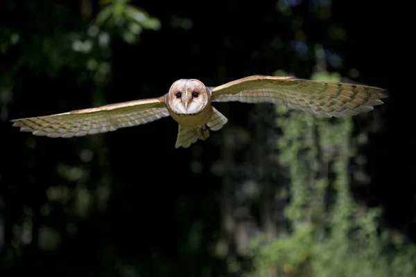 Barn Owl Tyto Alba Adult Flight Vendee West France — стоковое фото