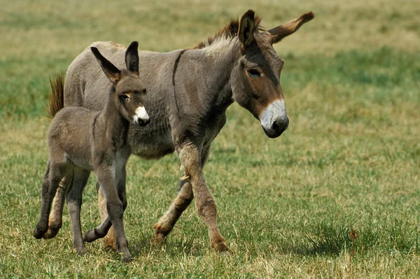 French Grey Donkey Jenny Foal — Foto de Stock