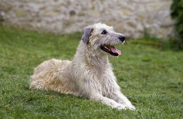 Irish Wolfhound Adult Laying Grass — Stock Photo, Image