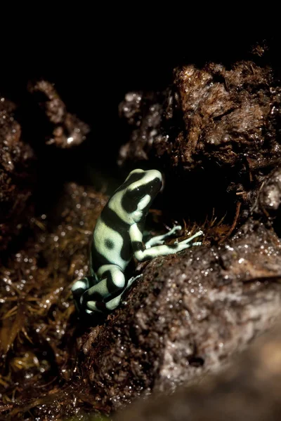 绿色和黑色毒药飞镖蛙树冠在哥斯达黎加的极光 — 图库照片