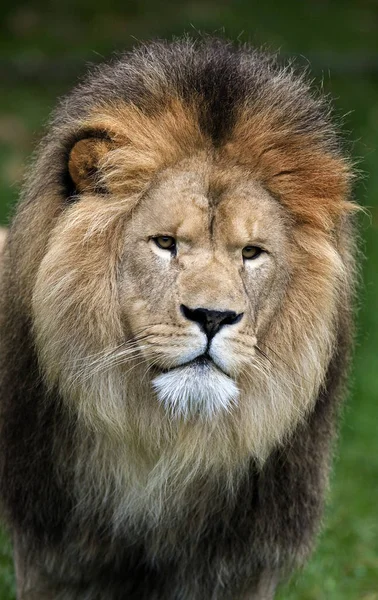 African Lion Panthera Leo Portrait Male — Stock Photo, Image