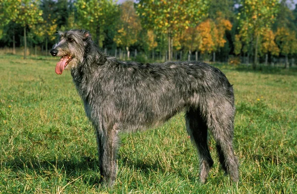 Wolfhound Irlandés Adulto Parado Hierba —  Fotos de Stock