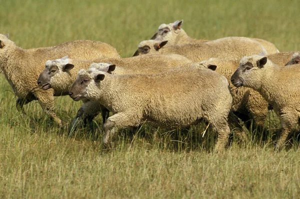 Vendeen Sheep French Breed Herd Standing Meadow — Stock Photo, Image