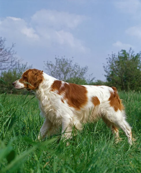 Chien Espagnol Breton Pointage Adulte — Photo