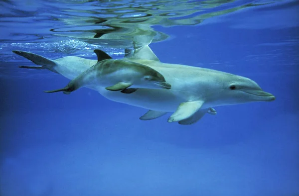 Δελφίνι Ζιβάγκο Tursiops Truncatus Θηλυκό Μοσχάρι — Φωτογραφία Αρχείου