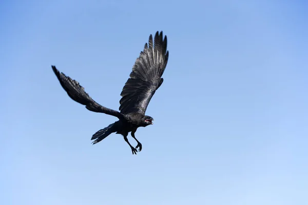 Corbeau Commun Corvus Corax Adulte Vol Contre Ciel Bleu — Photo