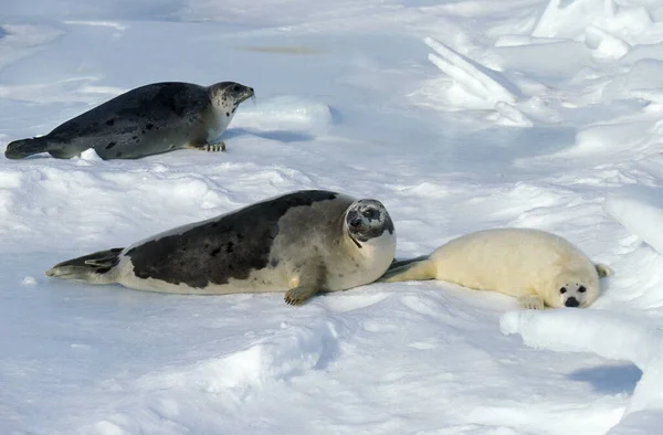 Arp Seal Pagophilus Groenlandicus Females Pup Standing Ice Field Magdalena — стокове фото