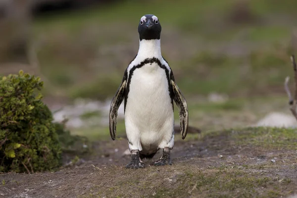 Болван Пингвин Африканский Пингвин Spheniscus Demersus Взрослый Betty Bay Южной — стоковое фото