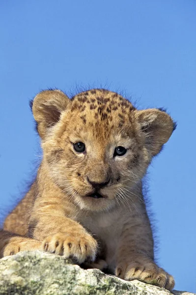 Afrikanskt Lejon Panthera Leo Unge Stående Stenar — Stockfoto
