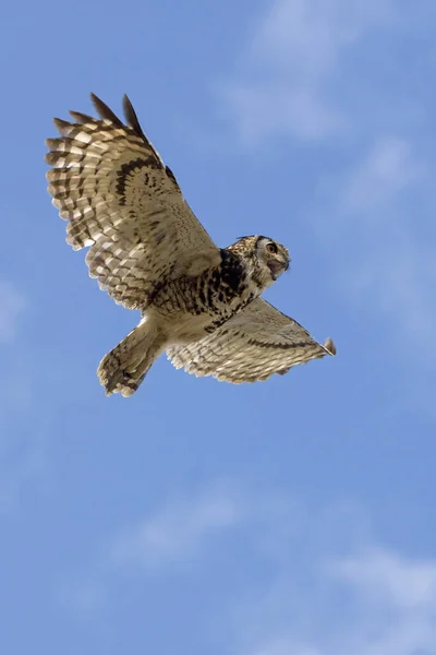 Cape Eagle Owl Bubo Capensis Adulto Voo Contra Céu Azul — Fotografia de Stock