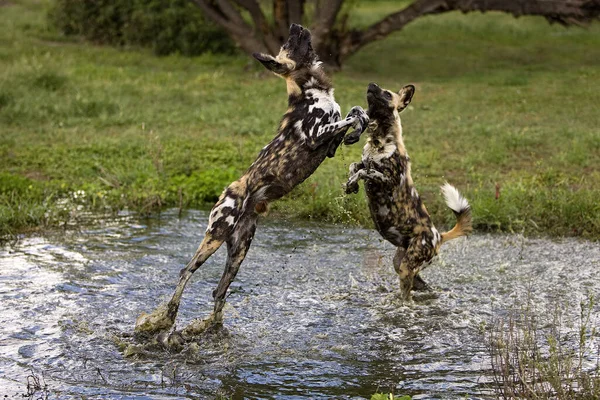 African Wild Dog Lycaon Pictus Ενήλικες Στέκονται Στο Water Hole — Φωτογραφία Αρχείου