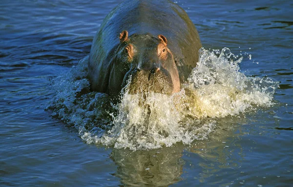 Nilpferd Nilpferd Amphibie Erwachsener Der Aus Dem Mara River Auftaucht — Stockfoto