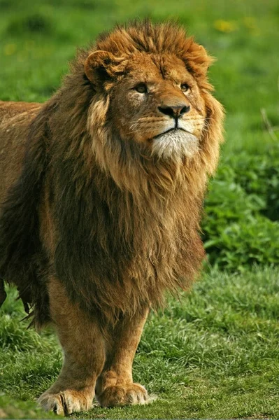 African Lion Panthera Leo Male Standing Grass — Stock Photo, Image