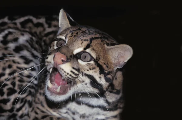Ocelot Leopardus Pardalis Retrato Rosnar Adulto — Fotografia de Stock