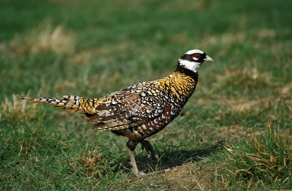 Reeves Pheasant Syrmaticus Reevesii Male Standing Grass — Stock Photo, Image