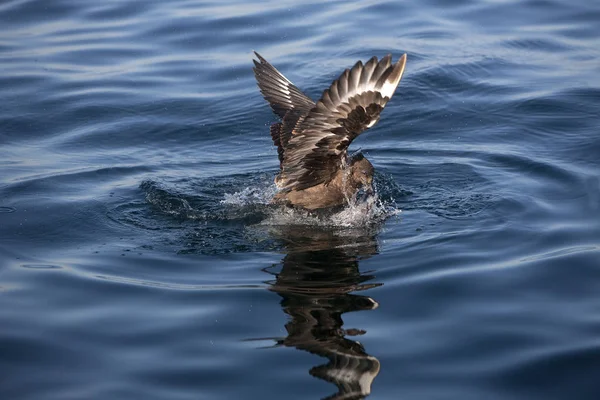 Ανταρκτική Skua Katharacta Antarctica Ενηλίκων Στην Πτήση Ψάρεμα False Bay — Φωτογραφία Αρχείου