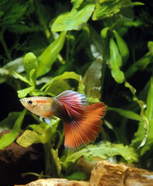 Guppy Poecilia Reticulata Aquarium Fishes — Stock Photo, Image