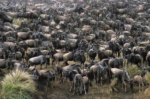 Wildebeest Azul Connochaetes Taurinus Manada Lista Para Cruzar Río Mara — Foto de Stock