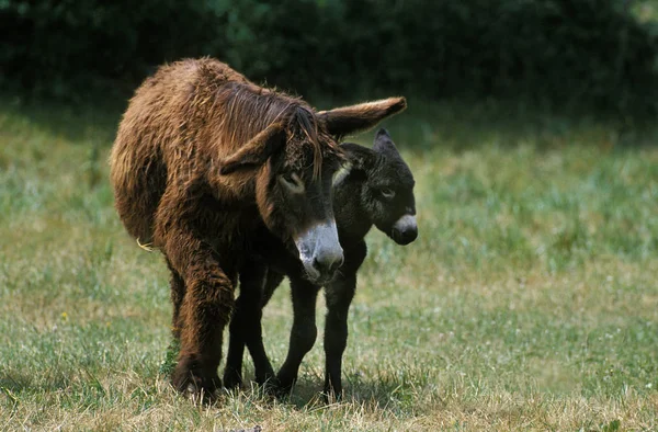 Poitou Donkey Eller Baudet Poitou Fransk Ras Hona Med Föl — Stockfoto