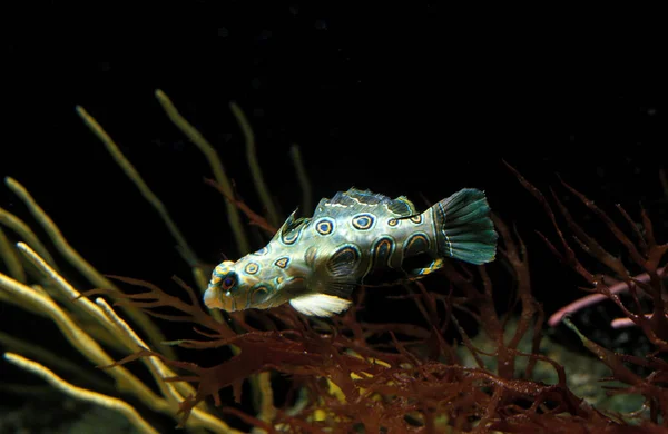 Foltos Mandarin Hal Synchiropus Picturatus — Stock Fotó