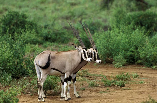 Beisa Oryx Oryx Beisa Males 肯尼亚 — 图库照片