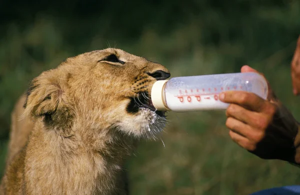 Afrikaanse Leeuw Panthera Leo Man Voedende Welp — Stockfoto